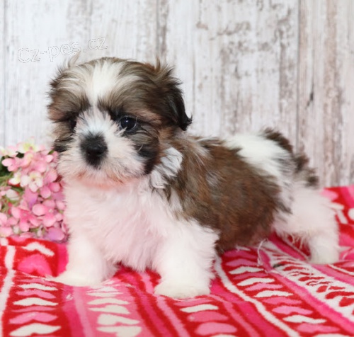 Prod�m hygienicky a soci�ln� vy�kolen� �t��ata SHIH TZU