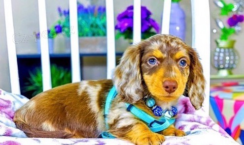 Prod�m zdrav� �t��ata merle dlouhosrst�ch jezev��k�