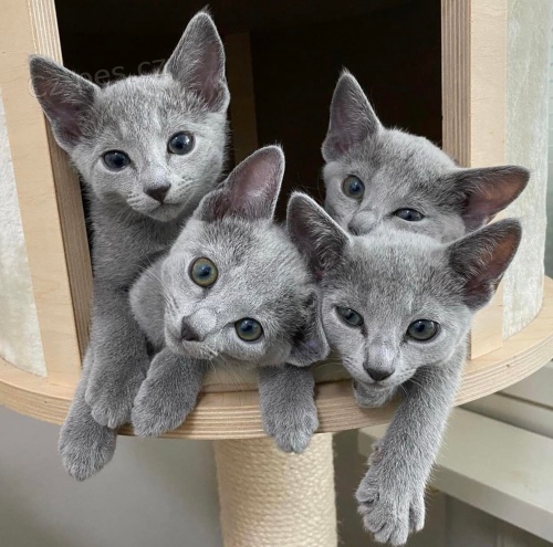 Prozrad� rusk� modr� ko�ata k adopci.