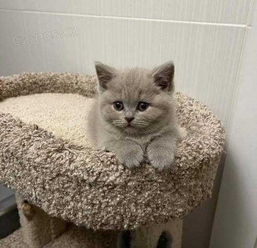 Britsk� kr�tkosrst� ko�ata k adopci.