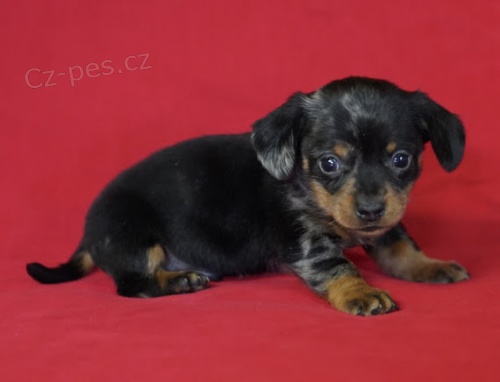 Prod�m zdrav� hladkosrst� �t��ata jezev��k�