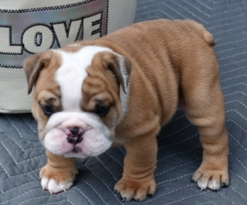 Prod�m kr�sn� a and�lsk� �t��ata anglick�ho buldo�ka