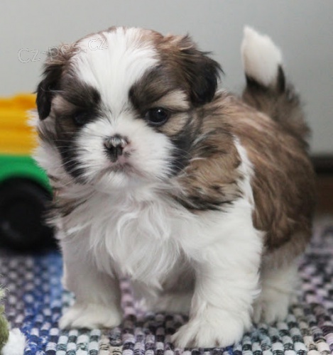 Prod�m hygienicky a soci�ln� vy�kolen� �t��ata SHIH TZU
