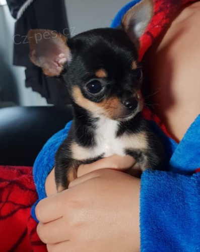 Prod�m mini �t��ata �ivavy