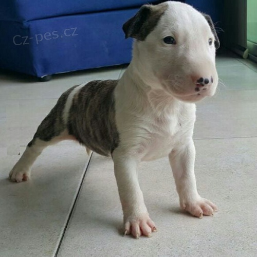 Prod�m �t��ata anglick�ho bulteri�ra.