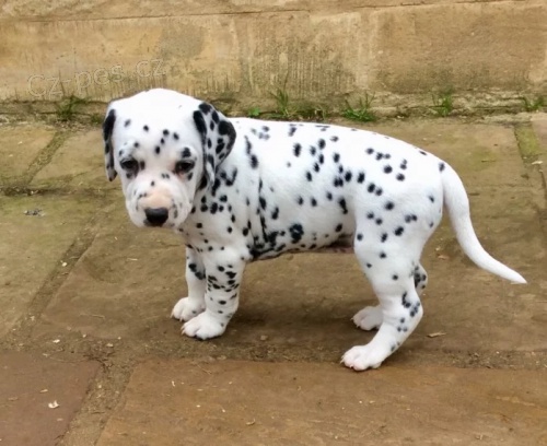 Prod�m �t��ata dalmatin�