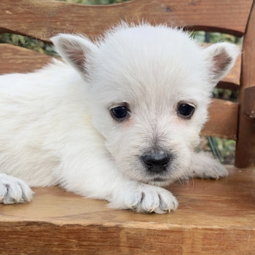 Prod�m �t��ata West Highland White Terriers