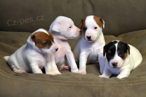Prod�m zdrav� �t��ata jack russell teri�ra.