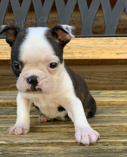 Prod�m �t��ata bostonsk�ho teri�ra