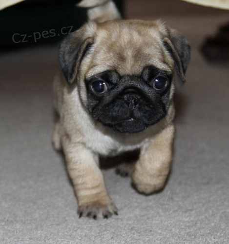 �t��ata mops� k adopci.