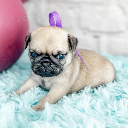 Prod�m kr�sn� b�ov� �t��ata mini mopse.