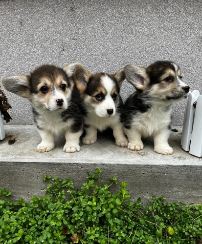 Pembroke Welsh Corgi �t��ata