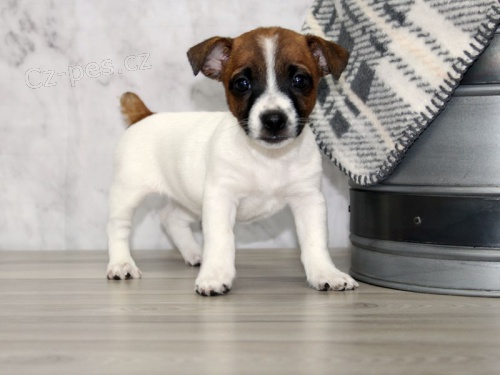 Prod�m zdrav� �t��ata jack russell teri�ra.