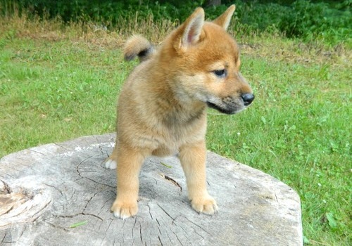 Prod�m rozko�n� miminka �t��ata shiba inu