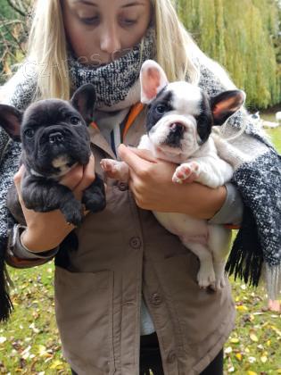 �t��ata francouzsk�ho buldo�ka p�ipravena