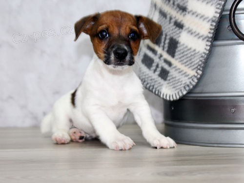 Prod�m zdrav� �t��ata jack russell teri�ra.