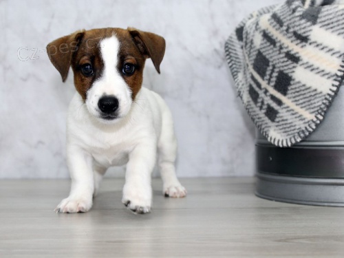 Prod�m zdrav� �t��ata jack russell teri�ra.