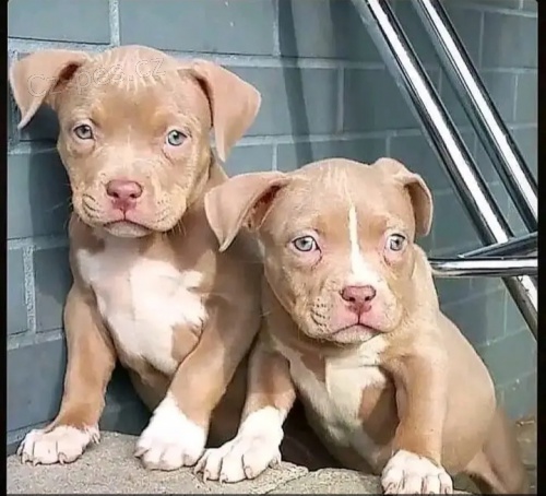 Prod�m �t��ata pitbulla