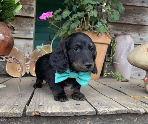 �t��ata jezev��ka k adopci.