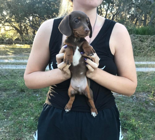 �t��ata jezev��ka k adopci.