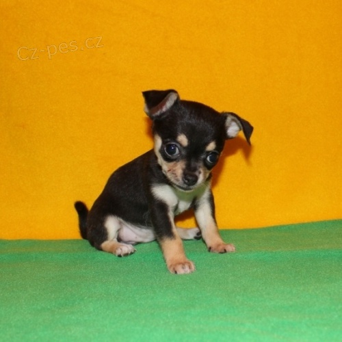 mal� velikost �t��at Chihuahua k dispozici k adopci.