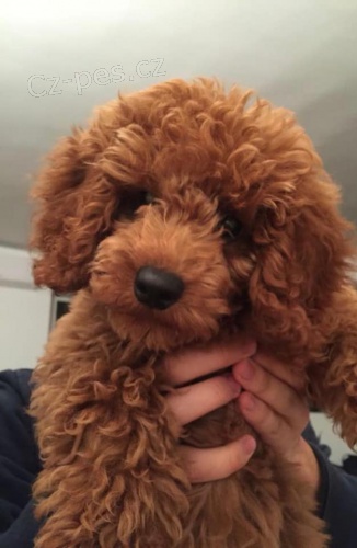 Kr�sn� �t���tka Maltipoo k dispozici