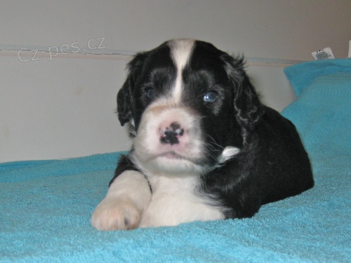 8 t�denn� �t��ata portugalsk�ho vodn�ho psa.