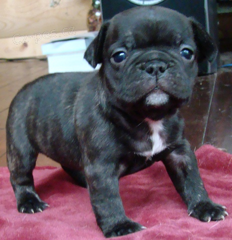 O�kovan� a velmi zdrav� �t��ata francouzsk�ho buldo�ka k adopci