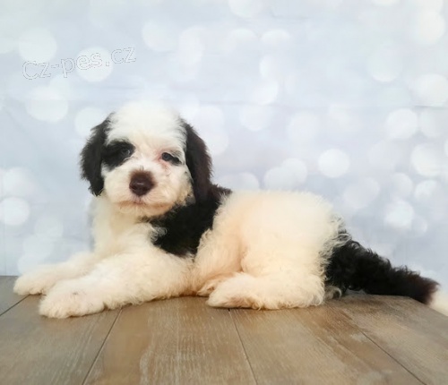 �t��ata portugalsk�ho vodn�ho psa k adopci.