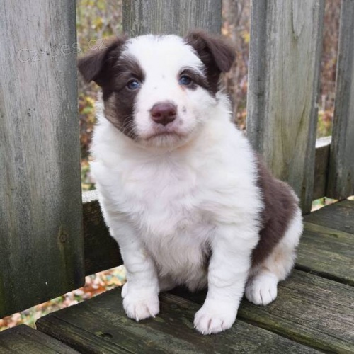 Prod�m �t��ata Border kolie