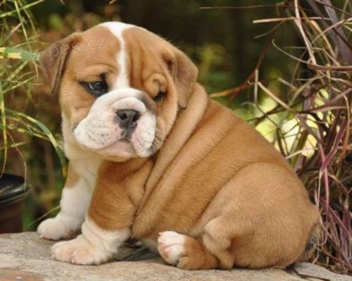 Prod�m �t��ata anglick�ho buldo�ka