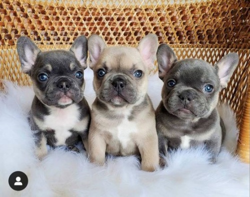 Prod�m ZDRAV� a O�KOVAN� �t��ata francouzsk�ho buldo�ka.