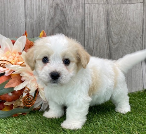 Prod�m roztomil� a zdrav� �t��ata havanese.