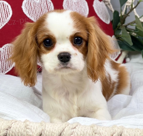 �t��ata kaval�r King Charles �pan�l k adopci. 