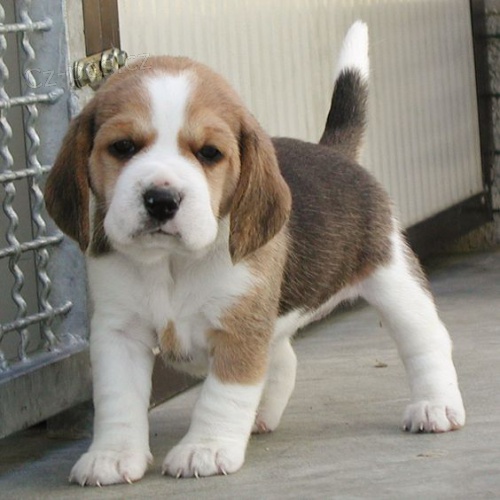 �t��ata b�gla na prodej.