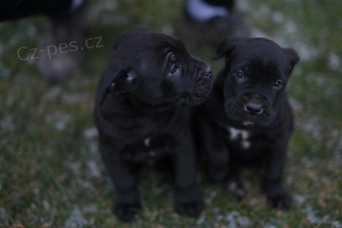 Cane Corso �t��ata