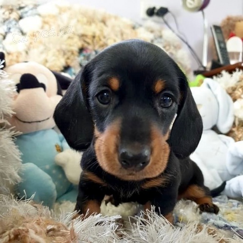 Prod�m zdrav�, o�kovan� a od�erven� �t��ata hladkosrst�ch Jezev��k�