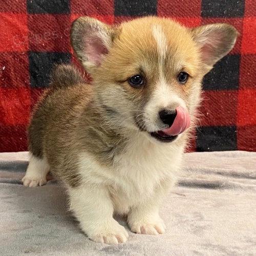 Prod�m zdrav�, o�kovan� a od�erven� �t��ata fenky a pejska mini Pembroke Welsh Corgi.