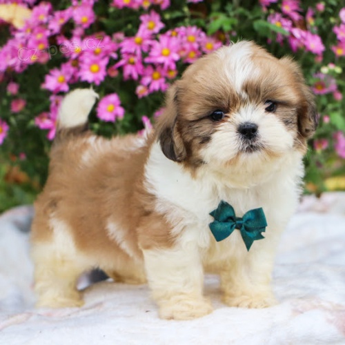 Prod�m zdrav� a o�kovan� �t��ata SHIH TZU mini