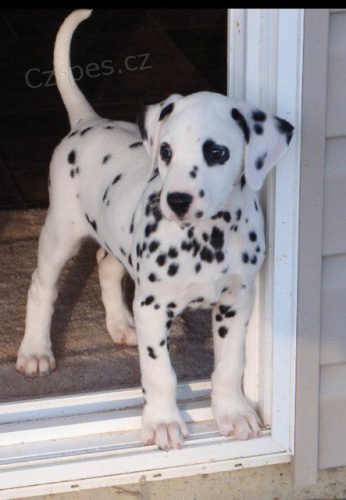 Prod�m �t��ata dalmatin�