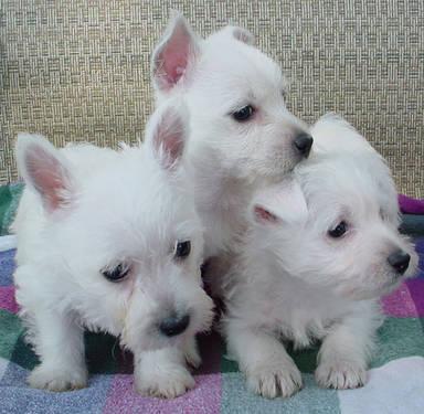 Prod�m �t��ata West Highland White Terriers