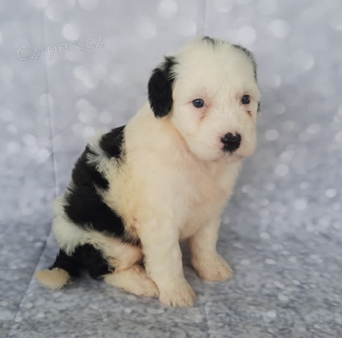 Prod�m kr�sn� a rozko�n� �t��ata portugalsk�ho vodn�ho psa.