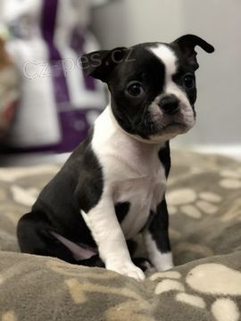 Prod�m hygienicky a soci�ln� vy�kolen� �t��ata bostonsk�ho teri�ra