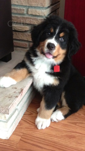 Prod�m ZDRAV� a O�KOVAN� �t��ata bernsk�ho sala�nick�ho psa.