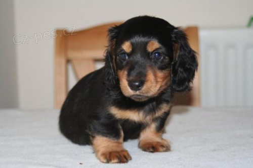 Prod�m dlouhosrst� �t���tka trpasli��ho pejska a fenky Jezev��ka.