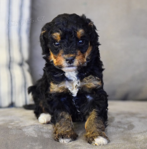 �t��ata Bernedoodle na prodej