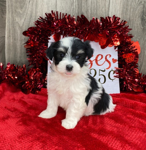 Prod�m roztomil� a zdrav� mini kr�sn� a o�kovan� �t���tka havanese.