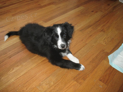 K dispozici zdrav� �t��ata border kolie.