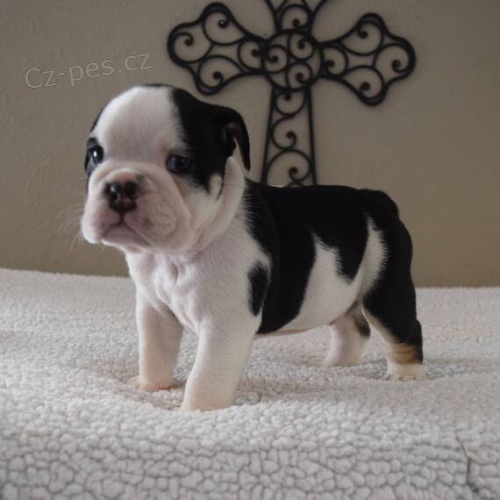 Prod�m kr�sn� �t��ata anglick�ho buldo�ka