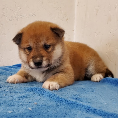 Prod�m �t��ata shiba inu